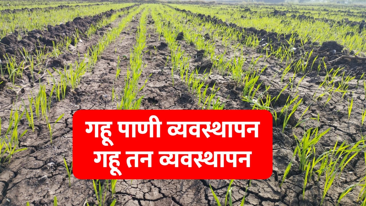 गहु पाणी व्यवस्थापन