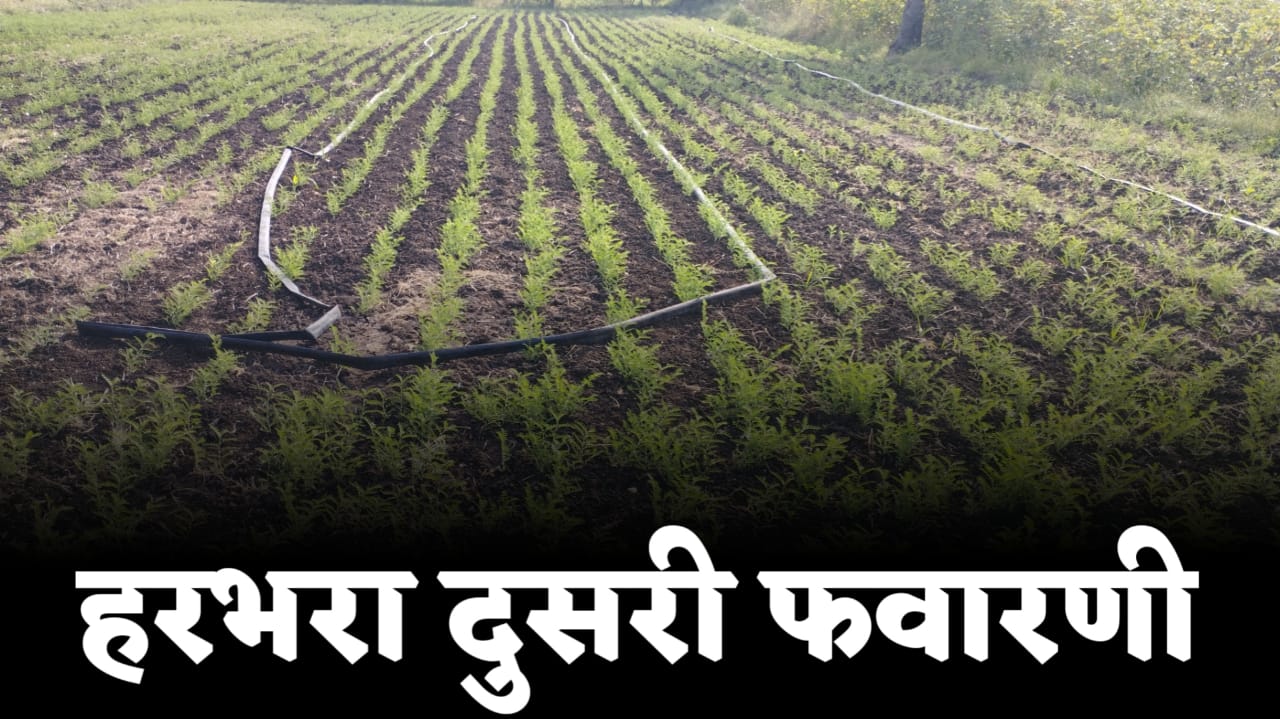 हरबरा दुसरी फवारणी