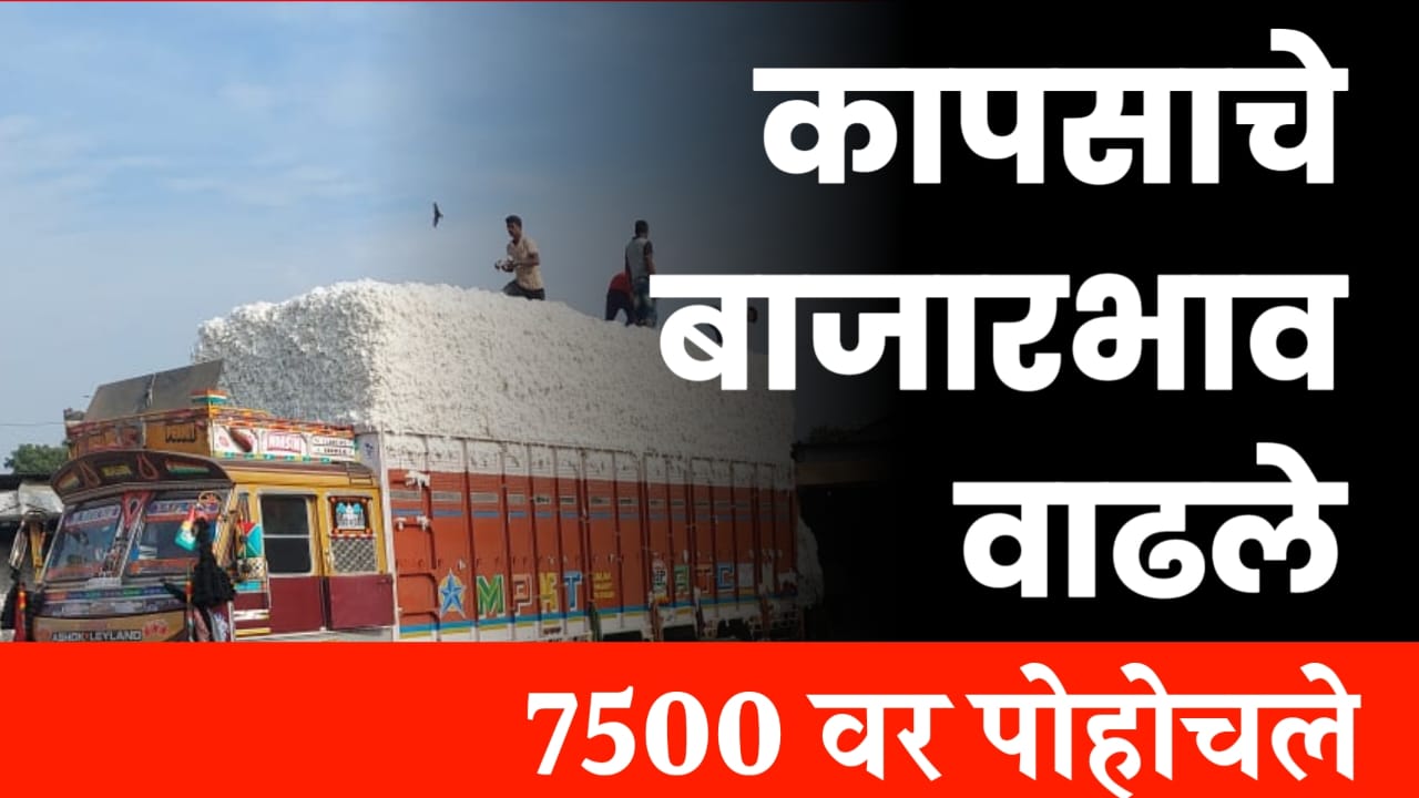 कापूस बाजारभाव