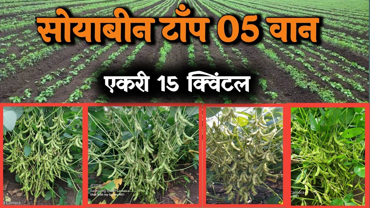 सोयाबीन वान/जाती