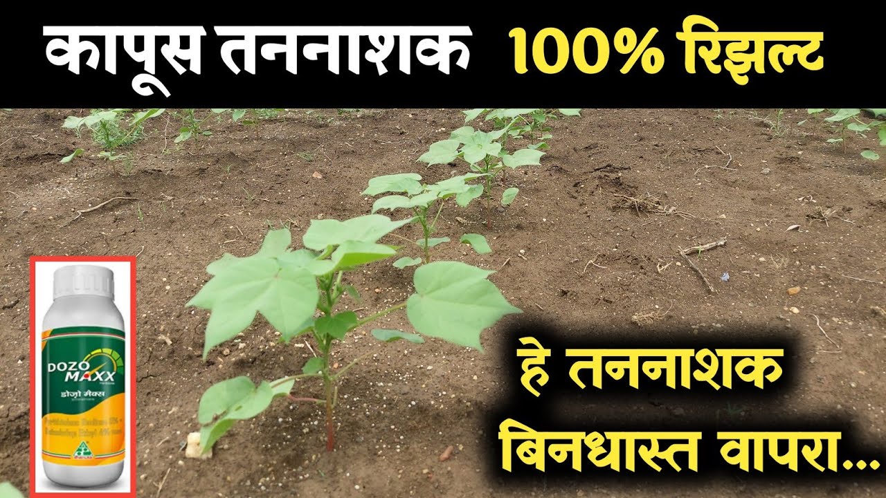 कापूस तननाशक
